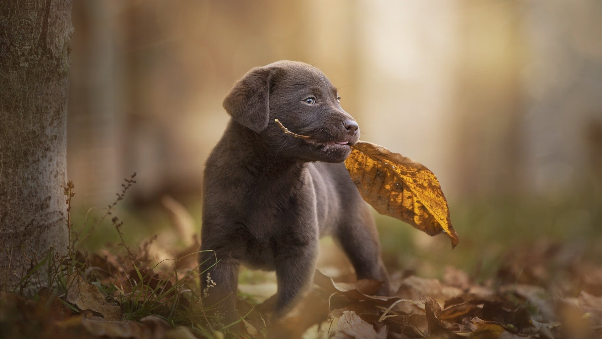 【投手变速球战术分析】大谷翔平如何以速度取胜?,大谷翔平球衣