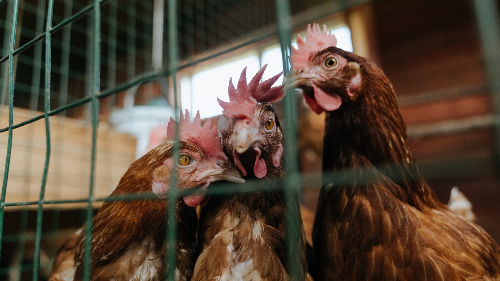 传统竹竿节节高比赛，文化与运动双重精彩，竹节鱼竿制作方法