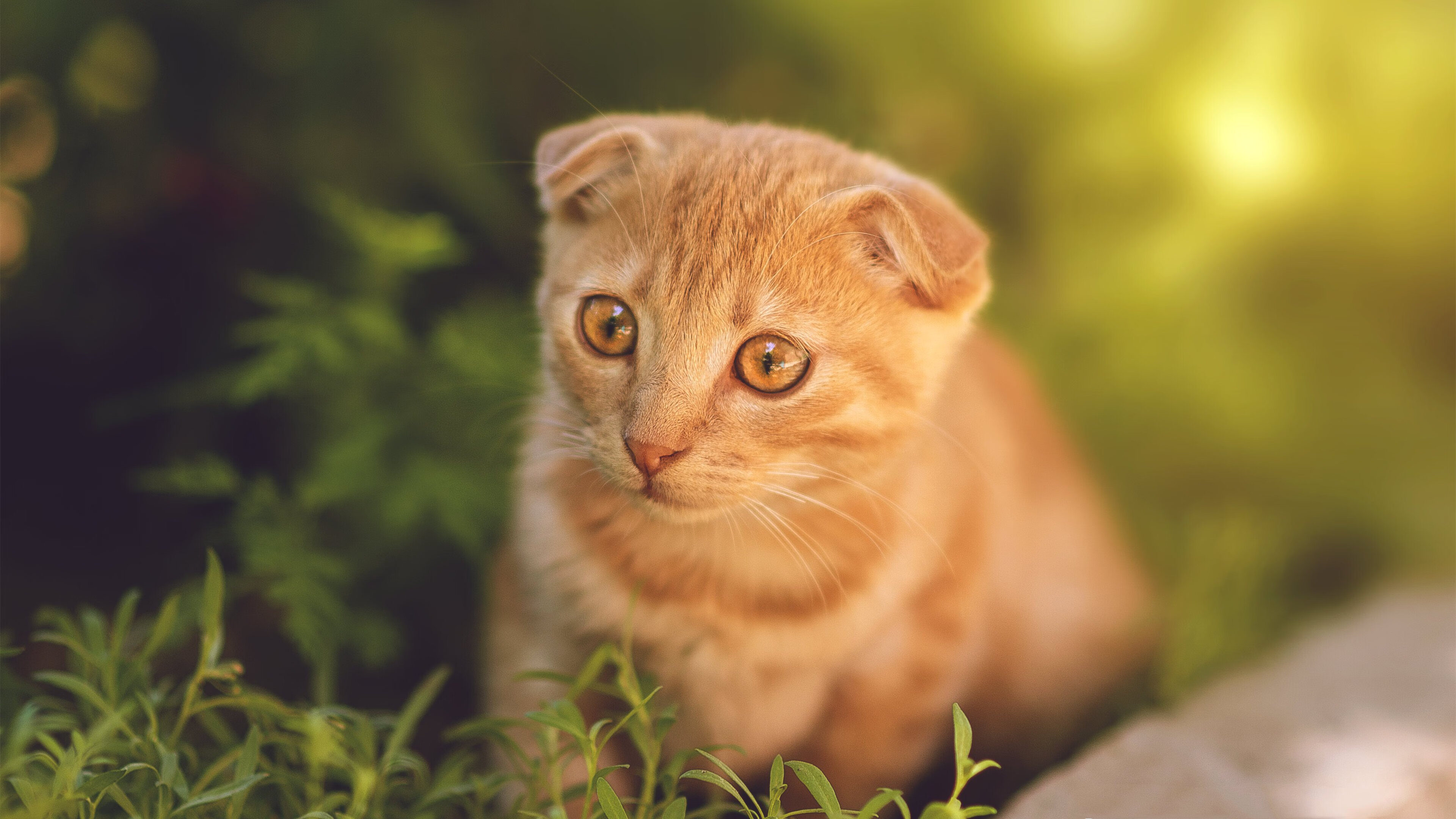 库里：无尽“远射”让联盟为之惊叹！，库里无私