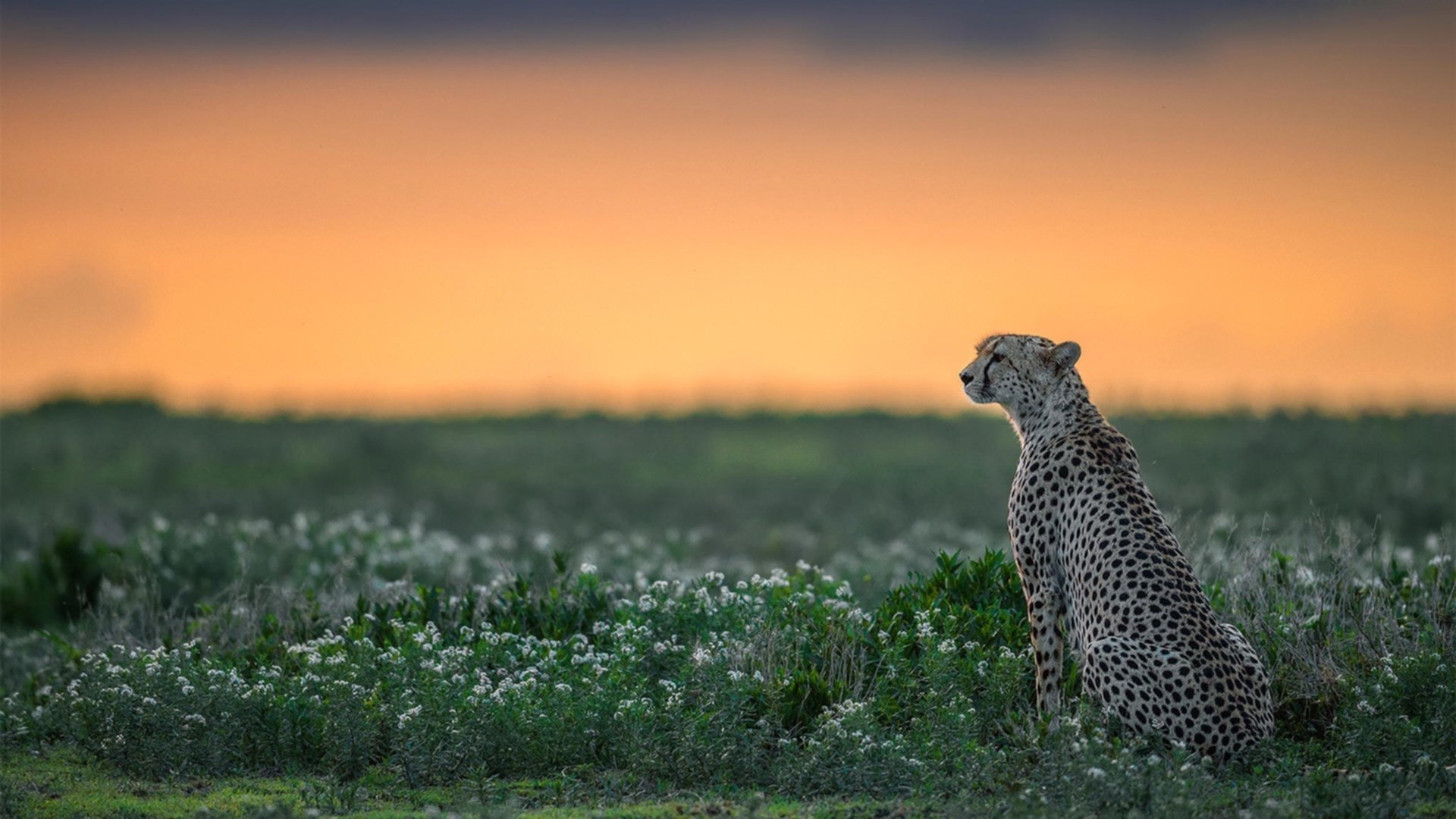 开云体育网页版-“最佳盖帽：联盟中令人叹服的经典封盖”，联盟盖帽排行榜
