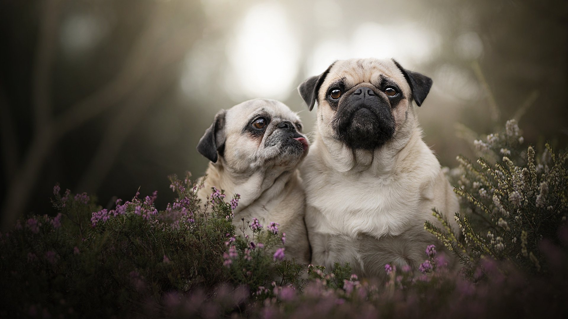 技战术深度：不同教练的新颖战法探秘，战术教练员集训